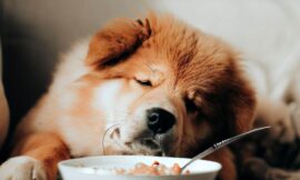 Dürfen Hunde Haferflocken essen?