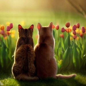 katzen haben tulpen